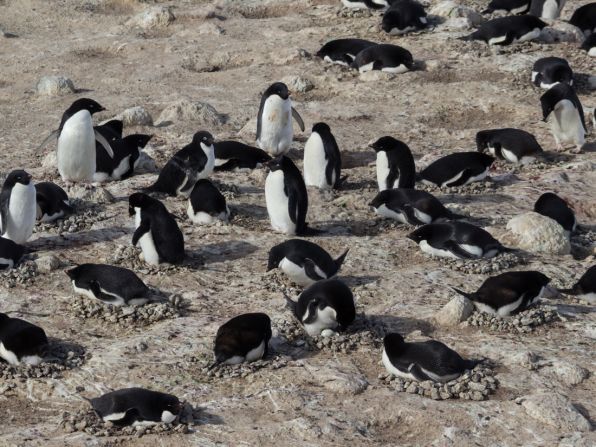 Adelies are one of the most abundant of the penguin species. They can be found in large colonies and on icebergs and coastal areas in Antarctica waters.