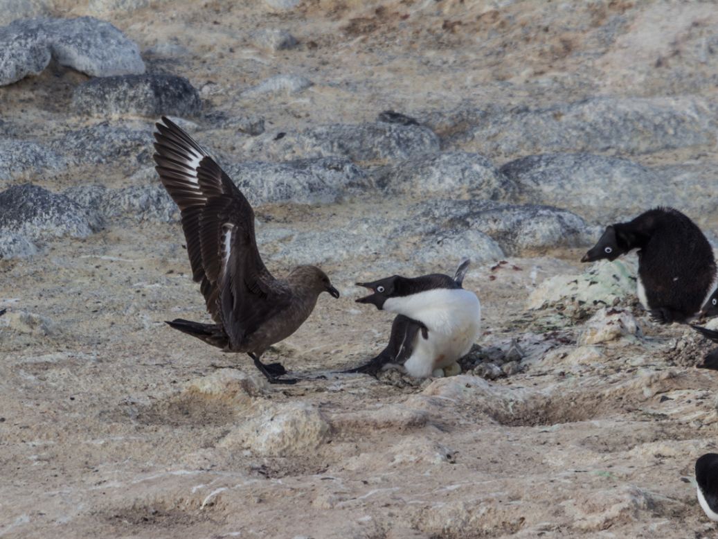 The south polar skua is the Adelie's only land predator. It will attempt to steal penguin eggs and attack young chicks. Penguins work together to fight off the vicious skuas.