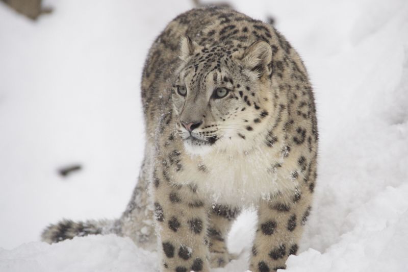 Snow Leopard Poaching