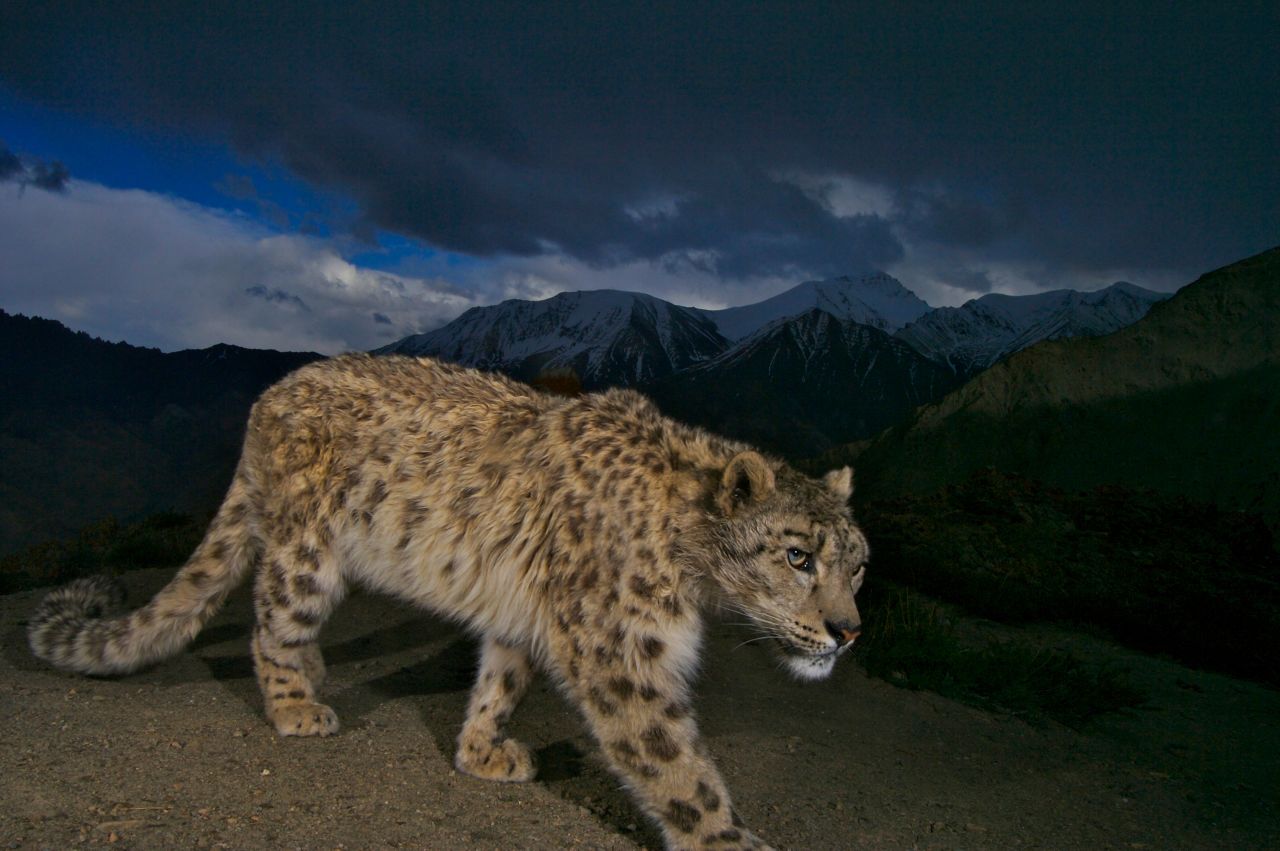 A remote camera captures a photo of an endangered snow leopard on a mountain pass in Hemis National Park, Ladakh, India.