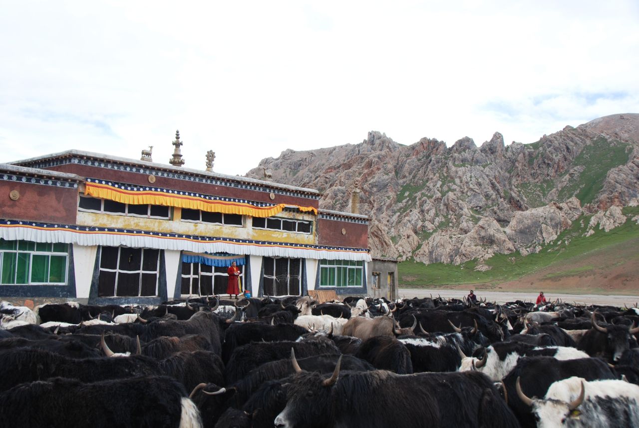 A monk gives prayer for sick yaks at a monastery on the Tibetan Plateau, Qinghai Province, China