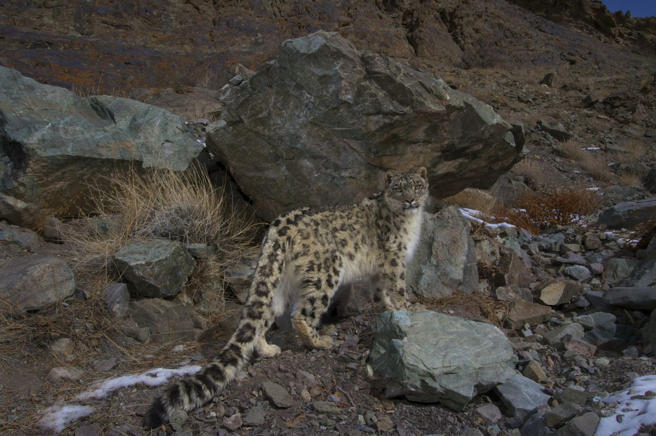 A snow leopard peers back at a camera trap set in Hemis National Park in Ladakh, India.