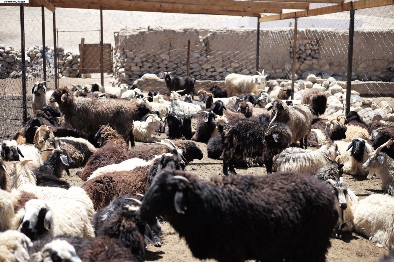Sheep and goats in a predator-proofed corral built by Panthera as part of a community-based conservancy project in Alichur, Eastern Pamirs, Tajikistan. The animals can pose a threat to the livelihoods of local herders. 