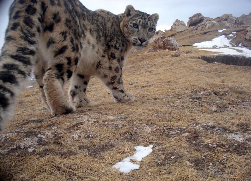A snow leopard peers back curiously at a camera trap in Qinghai Province, Tibetan Plateau, China. Known locally as "mountain ghosts," snow leopards inhabit the major mountain ranges of Asia.