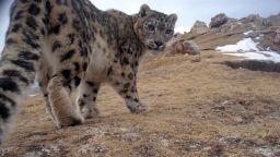 Camera trap photo of a snow leopard on the Tibetan Plateau, Qinghai province, China