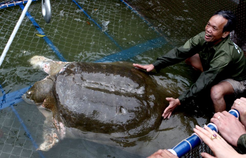 Rescuers captured the turtle in April 2011 for three months of treatment. Concern had mounted in months leading up to that moment over its health, as lesions were seen on its body.