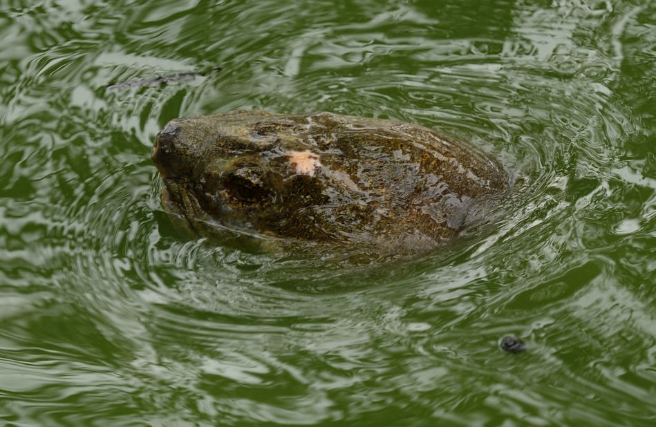 Occasions when the giant turtle surfaces from its home in Hanoi's Hoan Kiem lake, like this on March 7, 2011, would attract attention. Pollution of the lake was one of the threats facing the shelled creature.