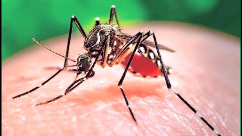 The bloodsucker everyone's after is the Aedes aegypti mosquito.