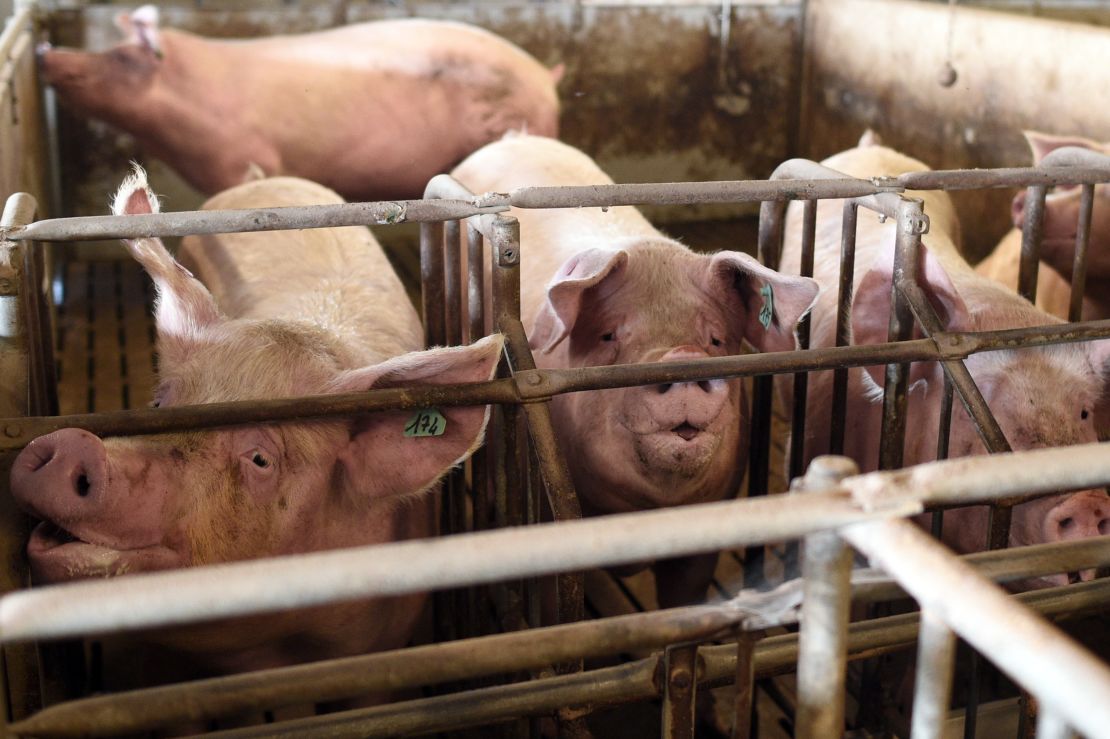 The African swine fever is an animal disease that can be fatal for pigs.