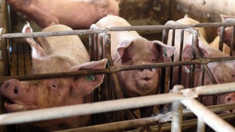 The African swine fever is an animal disease that can be fatal for pigs.