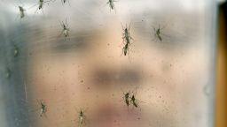 A researcher holds a container with female Aedes aegypti mosquitoes at the Biomedical Sciences Institute in the Sao Paulo's University, in Sao Paulo, Brazil, Monday, Jan. 18, 2016. The Aedes aegypti is a vector for transmitting the Zika virus. The Brazilian government announced it will direct funds to a biomedical research center to help develop a vaccine against the Zika virus linked to brain damage in babies. (AP Photo/Andre Penner)