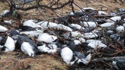 Tens of thousands of dead birds are washing up on the beaches of Alaskaís Prince William Sound, an unexplained mass die-off that some experts say may be related to the changing climate.The birds, all of a species known as the common murre, appear to have starved to death, federal wildlife officials say, suggesting disruptions to the supply of herring and other fish that make up the birdsí diet.