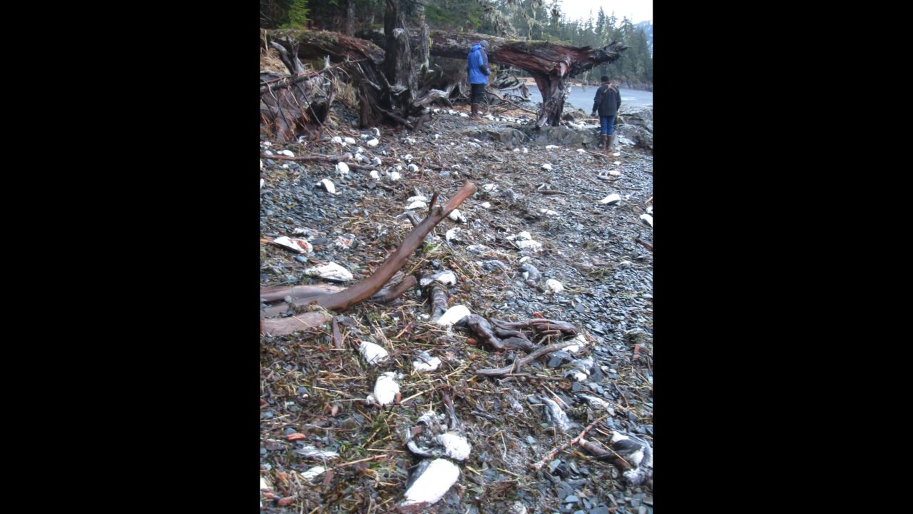The birds, all of a species known as the common murre, appear to have starved to death, federal wildlife officials say.
