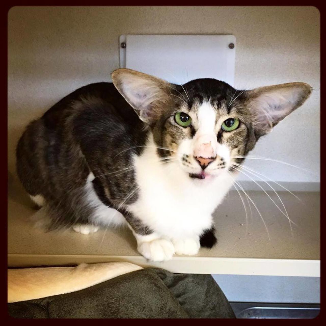 This cat, originally named Corey, took social media by storm due to his resemblance to "Star Wars: The Force Awakens" star <a href="http://time.com/4184623/kylo-ren-cat-adam-driver/" target="_blank" target="_blank">Adam Driver.</a> Within a few days, he was adopted and renamed Kylo Ren, the name of Driver's character in the movie.