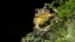 A tree frog only seen once in the 1870s has been found again 