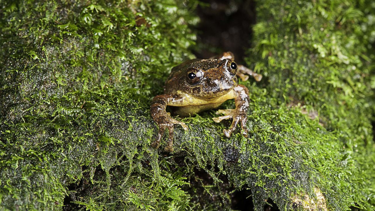 A tree frog only seen once in the 1870s has been found again 