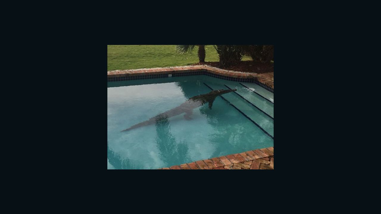 American crocodile found in swimming pool along Atlantic Ocean in the Florida Keys 