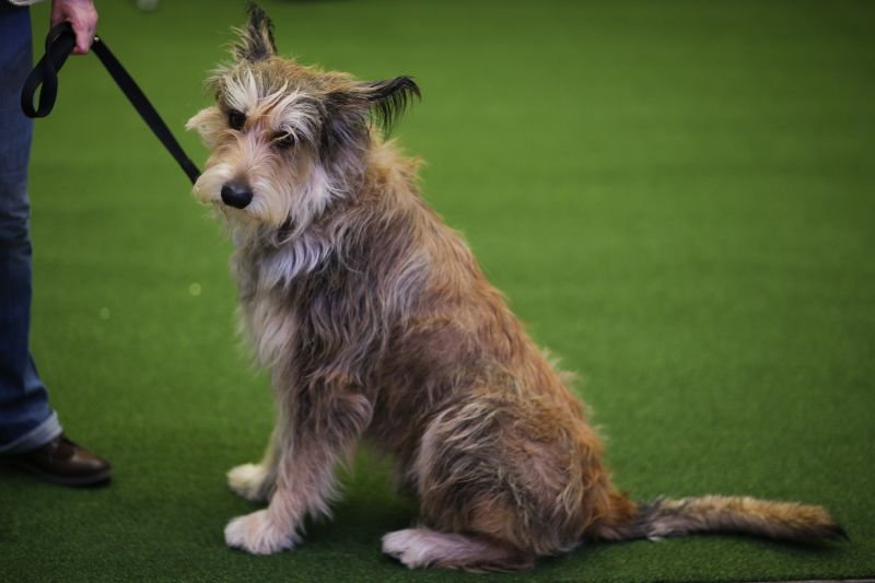 2 new breeds at westminster hot sale dog show