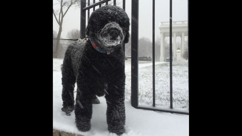 Obama's dog, Sunny, goes out for a walk on the North Lawn of the White House on January 22, 2016.