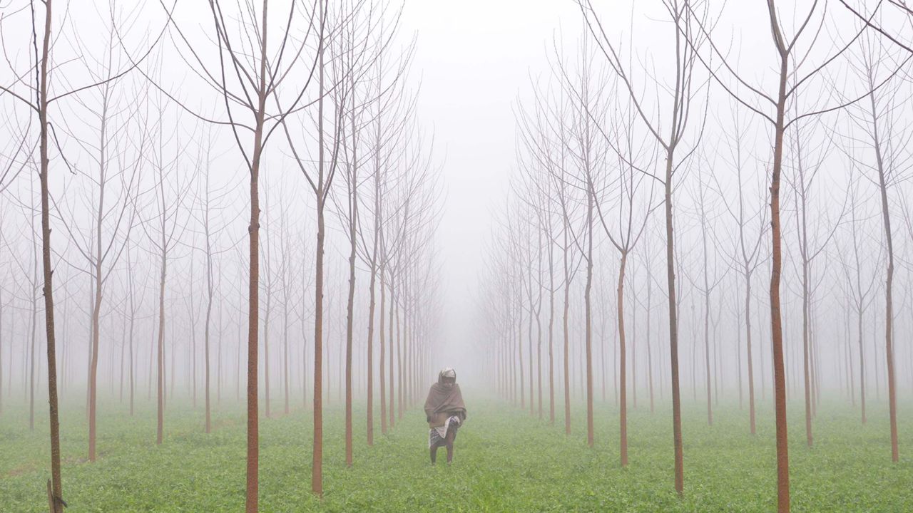 A farmer walks through his fields on the outskirts of Amritsar. Fog is common in the region in winter, with average January low temperatures reaching 5 degrees Celsius (41 degrees Fahrenheit).