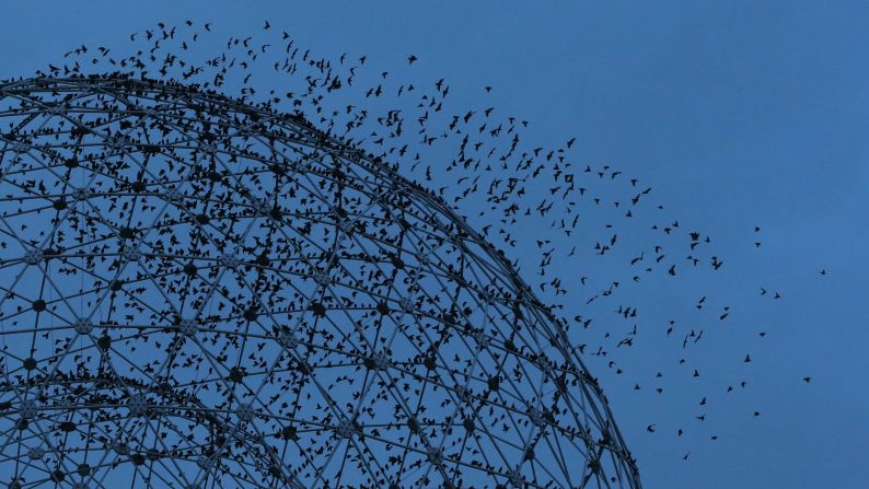 Starlings fly around "Rise," a metal sculpture by UK-based artist Wolfgang Buttress. The sculpture has stood on the Broadway roundabout in Belfast since 2011.