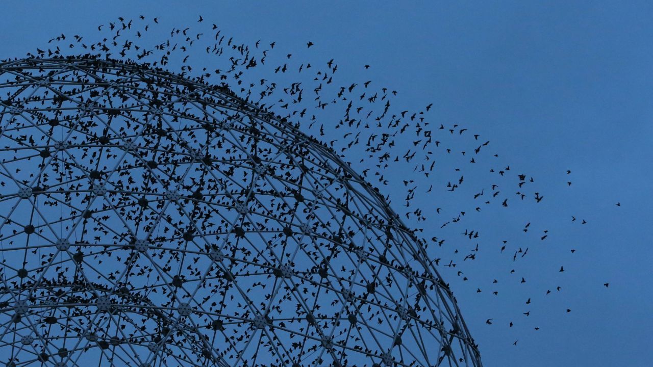 Starlings fly around "Rise," a metal sculpture by UK-based artist Wolfgang Buttress. The sculpture has stood on the Broadway roundabout in Belfast since 2011.