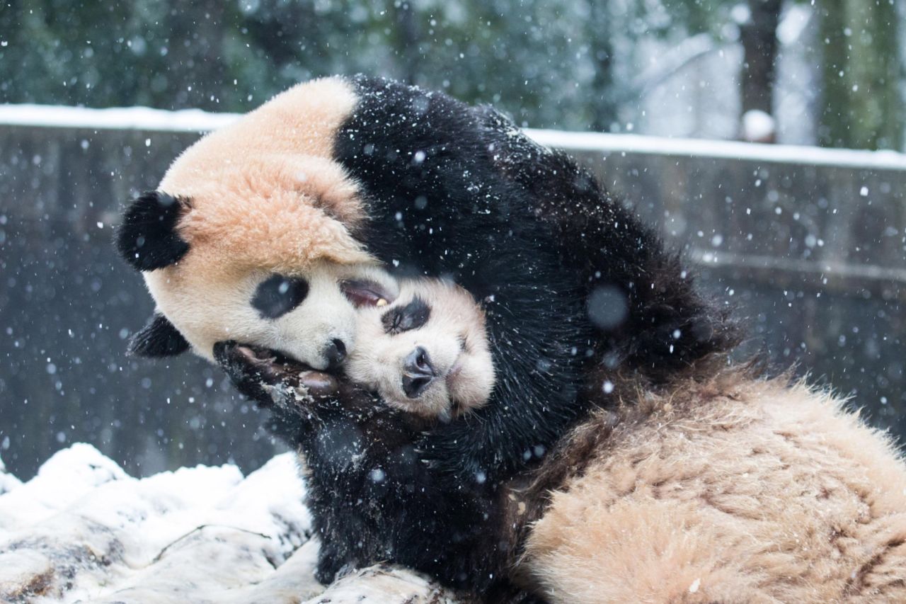Two pandas playing in snow inside their enclosure at a zoo in Hangzhou, Zhejiang province. Mountainous areas in the province recorded a historical low temperature of minus 20 degrees Celsius (minus 4 Fahrenheit) on January 24.