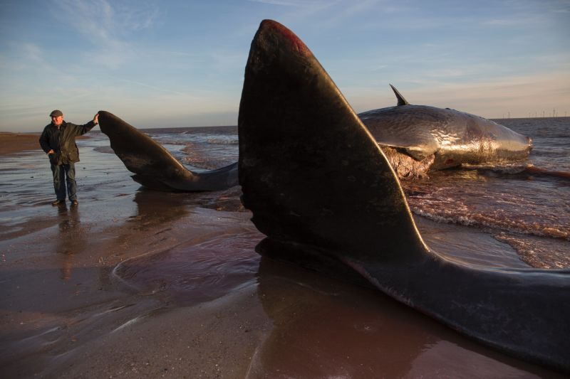 Three Dead Sperm Whales Washed Ashore On English Beach | CNN