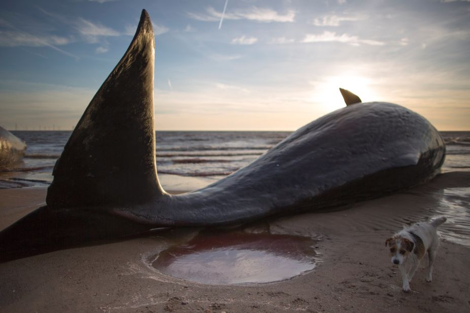 Sixth Sperm Whale Dies on British Beach