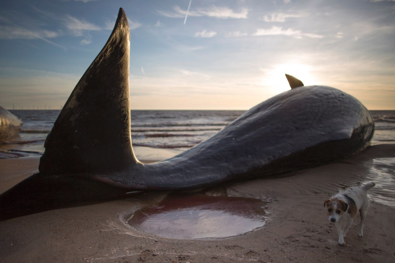 Three dead sperm whales washed up on a beach in eastern England over the weekend. The whales are thought to have been from the same pod as another animal that was found a few miles away on Friday.