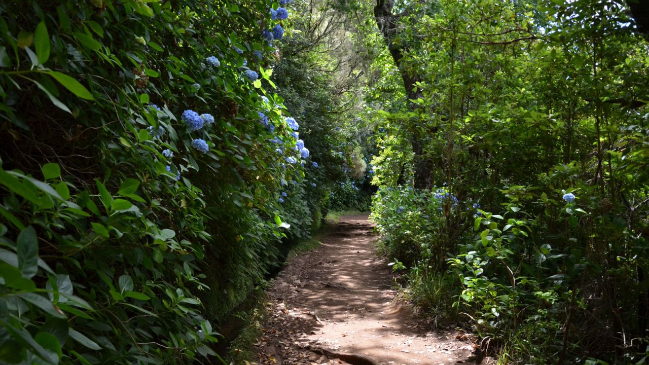 <strong>Hiking the levadas: </strong>A network of hiking trails follow more than 1,300 miles (2,092 kilometers) of narrow stone irrigation channels known as levadas, which criss-cross Madeira's mountainous countryside.