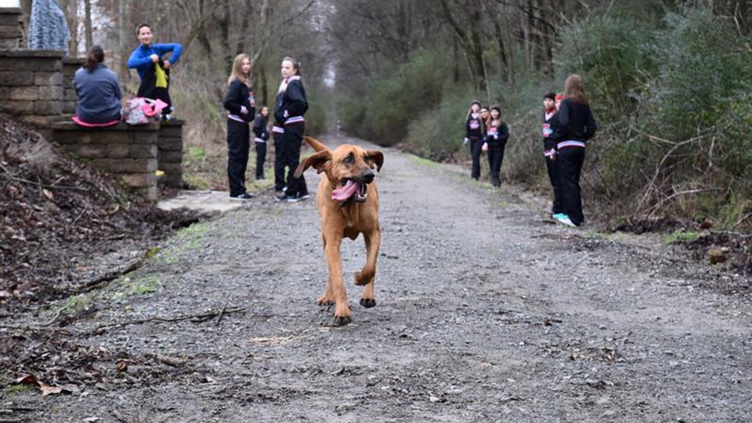 Ludivine ran the entire 13.1 miles without a leash or human companion.