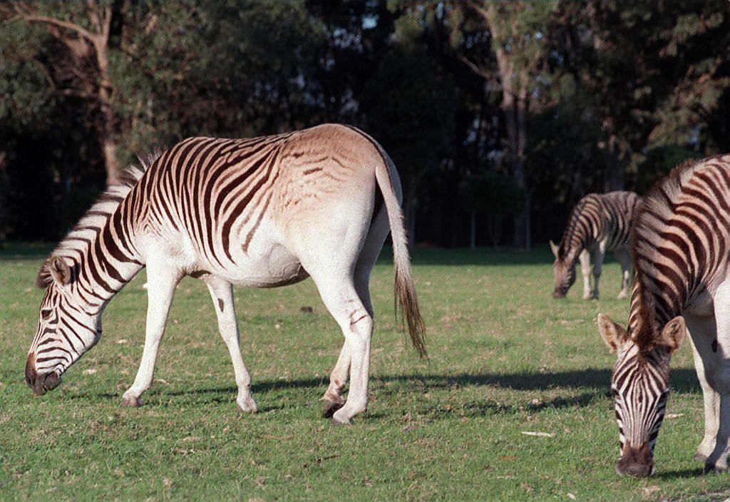 Quagga were extinct for 100 years. Now they're back | CNN