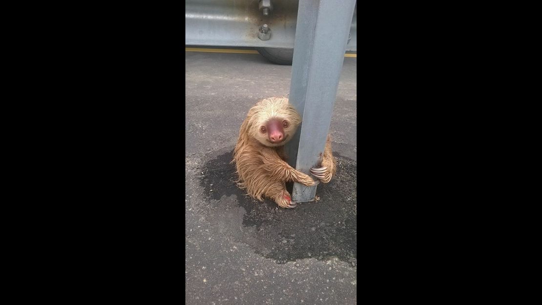 Sloth rescue by Ecuadorian transit authorities