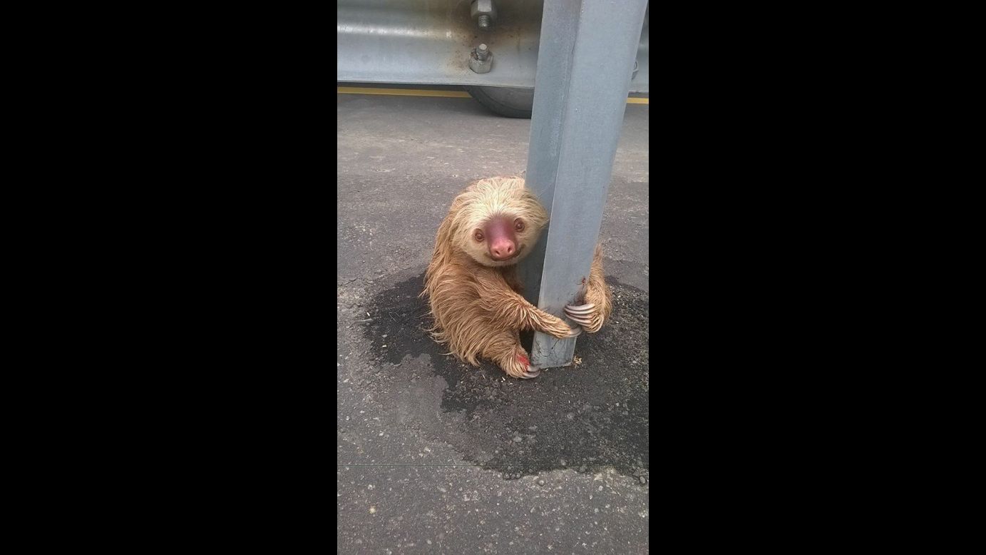 A sloth holds onto a post of a traffic barrier in Quevedo, Ecuador, on Friday, January 22. Photos of the sloth, posted to Facebook by the Transit Commission of Ecuador, <a href="http://www.cnn.com/2016/01/25/world/sloth-officer-feat/" target="_blank">went viral on social media.</a> One of the commission's officers rescued the animal, which appeared to be trying to cross a road.