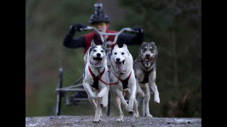 Sled dogs race in Aviemore, Scotland, on Saturday, January 23.