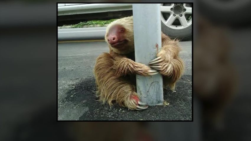 ecuador sloth highway rescue sot_00003219.jpg