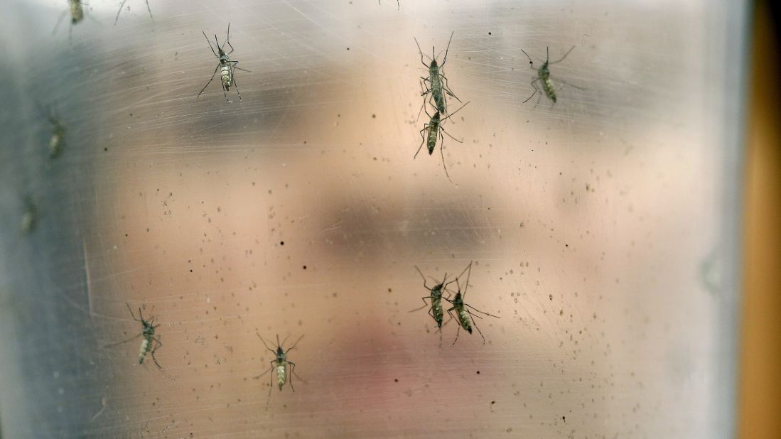 A researcher at the University of Sao Paulo holds a container with female Aedes aegypti mosquitoes on Monday, January 18.