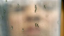 A researcher holds a container with female Aedes aegypti mosquitoes at the Biomedical Sciences Institute in the University of Sao Paulo on Monday, January 18.