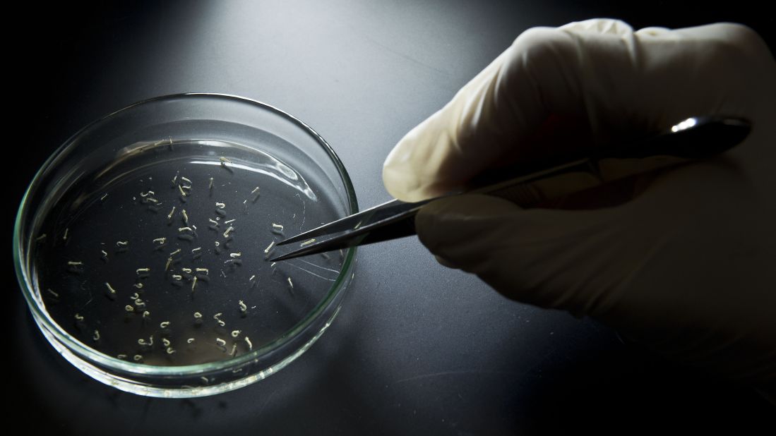 Aedes aegypti mosquitos are seen at the University of Sao Paulo on January 8. Researchers from the Pasteur Institute in Dakar, Senegal, came to Brazil to train local researchers to combat the Zika virus epidemic.