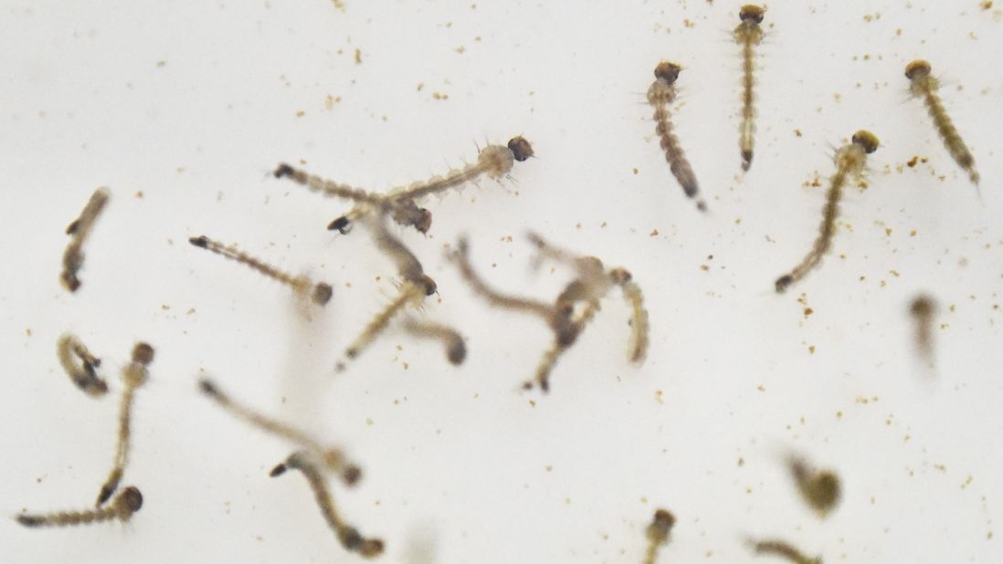 The larvae of Aedes aegypti mosquitoes are photographed in a lab in Cali, Colombia, on January 25. Scientists are studying the mosquitoes to control their reproduction and resistance to insecticides.