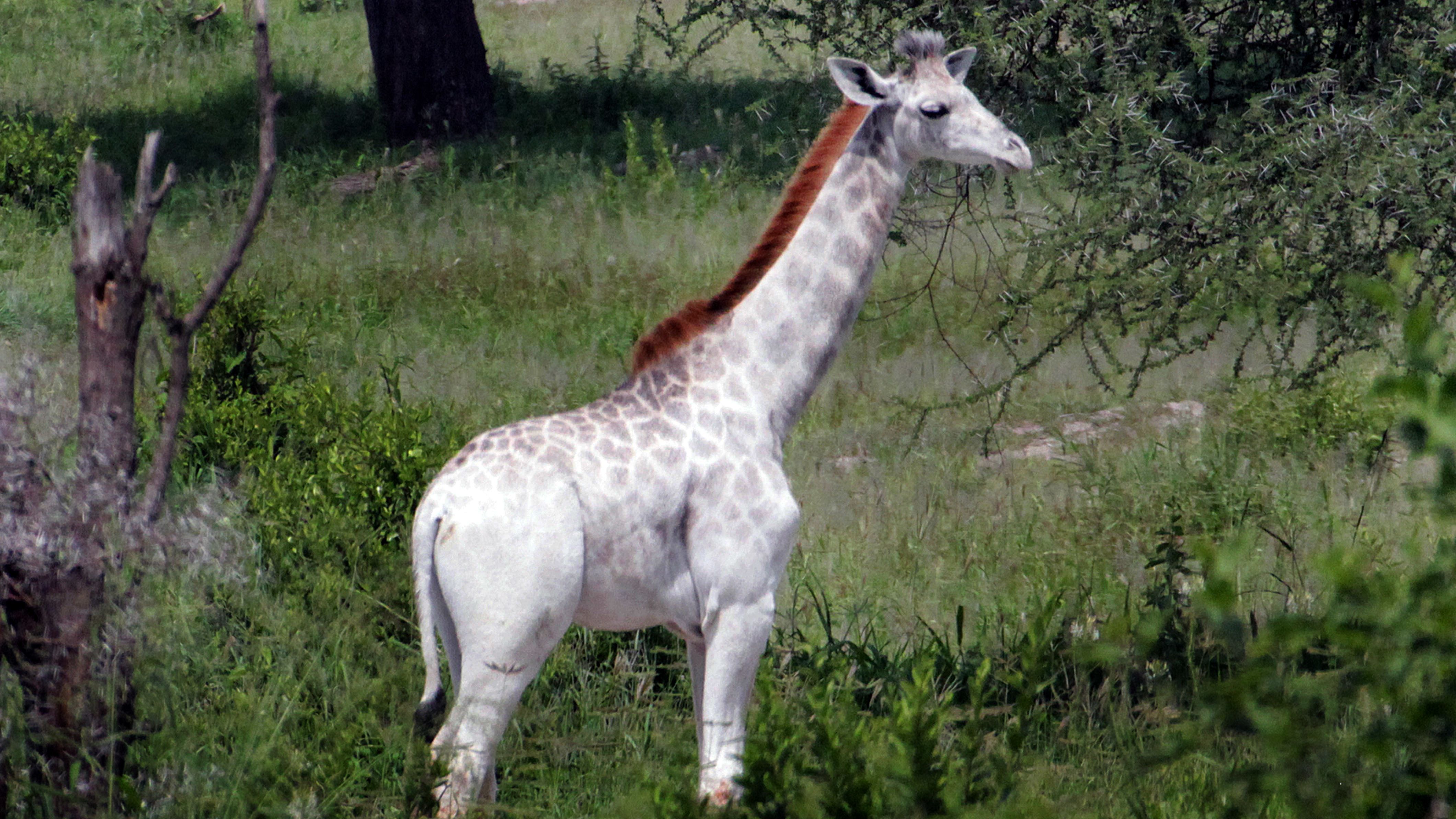  Omo, a snow-white, 15-month-old giraffe, has a rare condition called leucism.