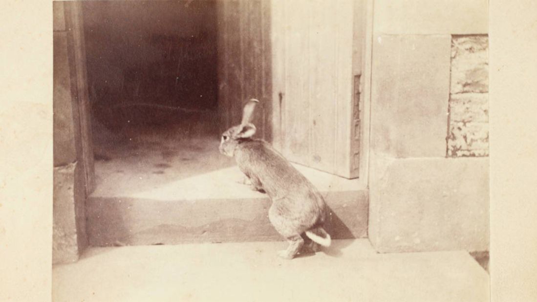 Potter owned several rabbits during her life. This one, named Benjamin, is thought to have inspired her character Benjamin Bunny, who appeared in her Peter Rabbit books and later in "The Tale of Benjamin Bunny."