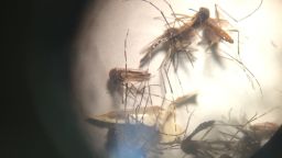 Zika virus: Mass sterilize the male mosquitoes | CNN