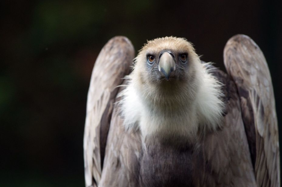 A griffon vulture, like the one held in Lebanon. In a similar incident in 2011, officials in Saudi Arabia 'detained' a vulture on suspicion of being an Israeli spy, according to<a href="http://www.israelnationalnews.com/News/News.aspx/141529#.VqjQZ_mLRhE" target="_blank" target="_blank"> Israel's Maariv-NRG news site.</a> It was also carrying a GPS transmitter causing locals to suspect the worst. 