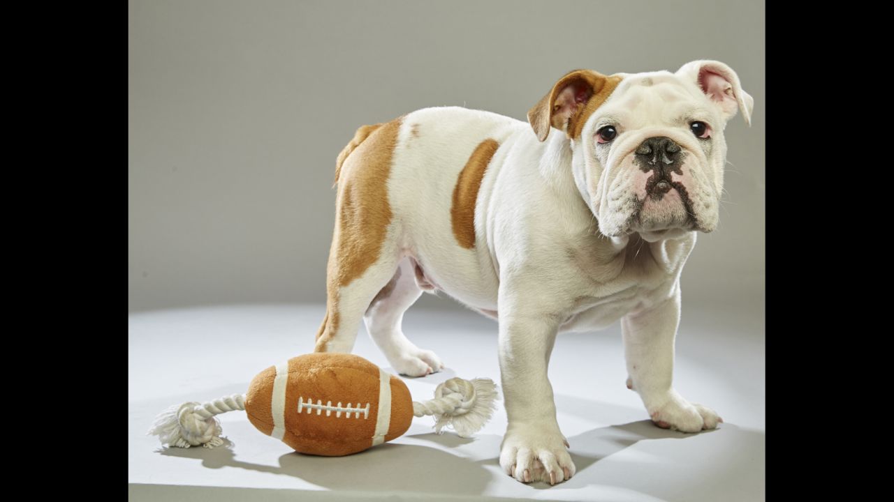 One of 49 puppies in this year's Puppy Bowl starting lineup, bulldog Otis hails from the <a href="http://www.adoptwcac.org/" target="_blank" target="_blank">Williamson County Animal Center</a> in Tennessee. Click through the gallery to see more players, or visit Animal Planet for the <a href="http://www.animalplanet.com/tv-shows/puppy-bowl/photos/puppy-bowl-xii-starting-lineup/" target="_blank" target="_blank">full lineup</a>.