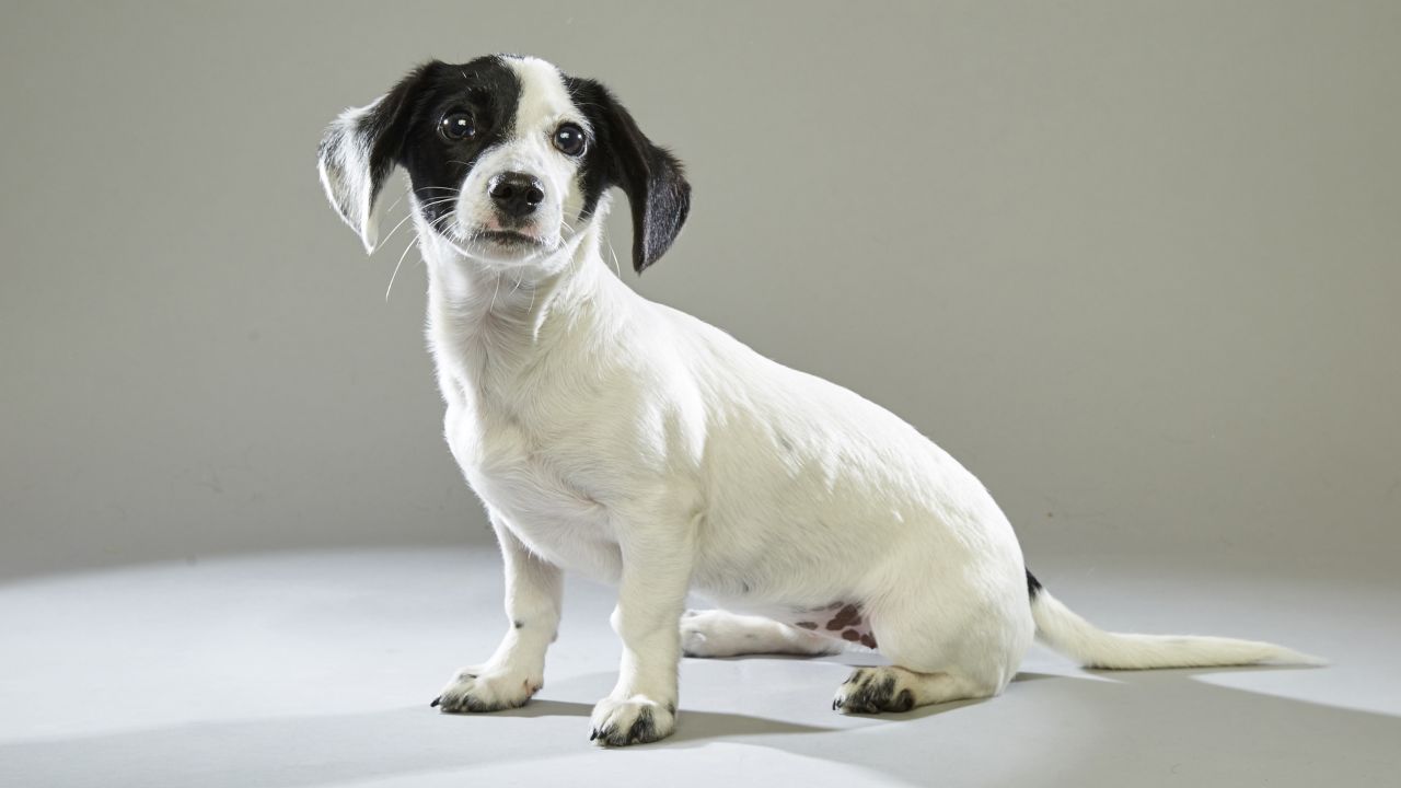 Rat terrier Bella comes to the big game from the <a href="http://www.ashevillehumane.org/" target="_blank" target="_blank">Asheville Humane Society</a> in Asheville, North Carolina. Bella has post-game dinner plans with <a href="http://www.cnn.com/videos/us/2015/09/22/pizza-rat-ny-viral-moos-pkg-erin.cnn">pizza rat</a>, according to her Animal Planet player bio.