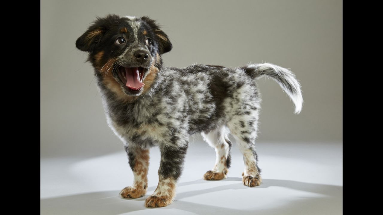 Spaniel mix Jimmy comes to Team Ruff from <a href="https://www.aheinz57.com/" target="_blank" target="_blank">AHeinz57 Pet Rescue</a> in De Soto, Iowa. Forty-four rescue organizations across the United States were tapped for draft picks for this year's Puppy Bowl XII.
