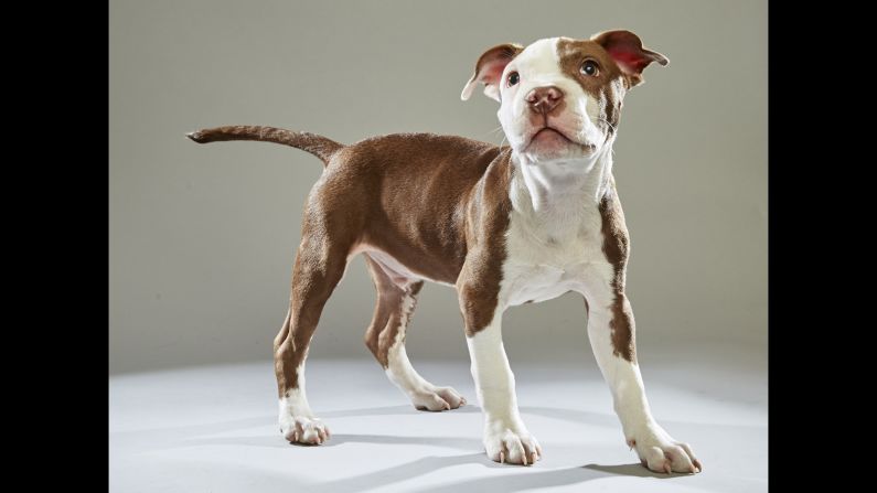 Like teammate Otis, pit bull Raphael hails from the <a href="http://www.adoptwcac.org/" target="_blank" target="_blank">Williamson County Animal Center</a> in Tennessee. 