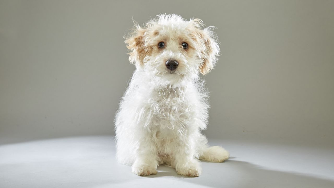 Maltese Toby never leaves home without sunscreen, according to Animal Planet. Toby was recruited from the <a href="http://www.nevadaspca.org/" target="_blank" target="_blank">Nevada SPCA</a>.